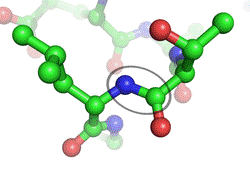 Peptidna veza