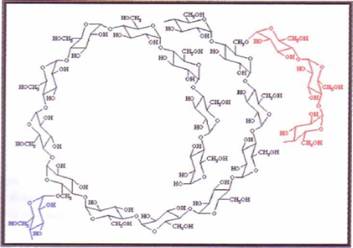 Struktura molekule amilopektina