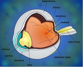 Anatomija ocne jabucice