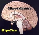 Hipotalamus