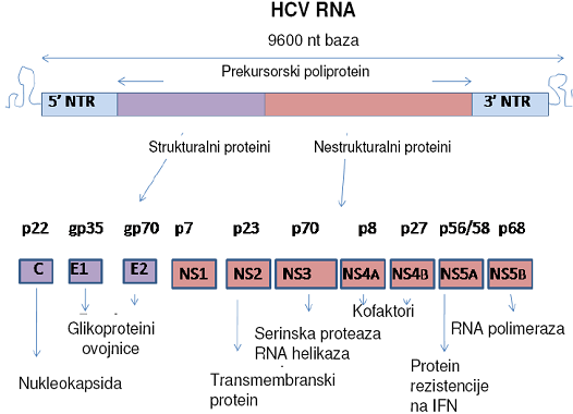 Organizacija genoma virusa hepatitisa C