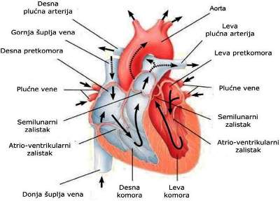 hipertenzije i koronarne arterijske bolesti