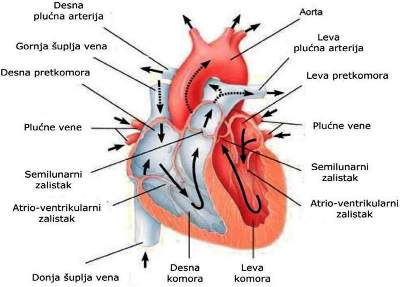 povecan pritisak u desnoj komori imela za krvni pritisak