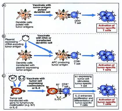 Strategije za stimulaciju antitumorskog imunog odgovora