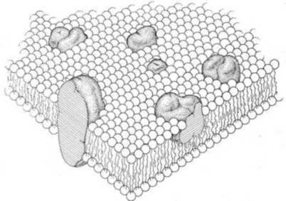 Model tekuceg mozaika stanicne membrane