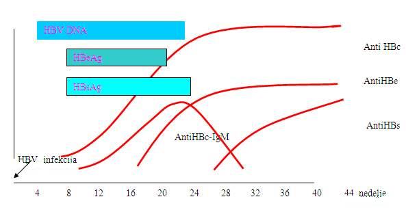 Virusni  markeri  kod  virusnog  hepatitisa  B