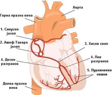 Srce anatomija
