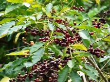 Coffae Arabica