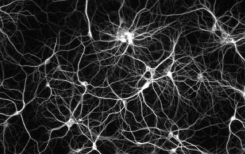 Prikaz neurona 