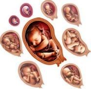 Prenatalni antenatalni razvoj