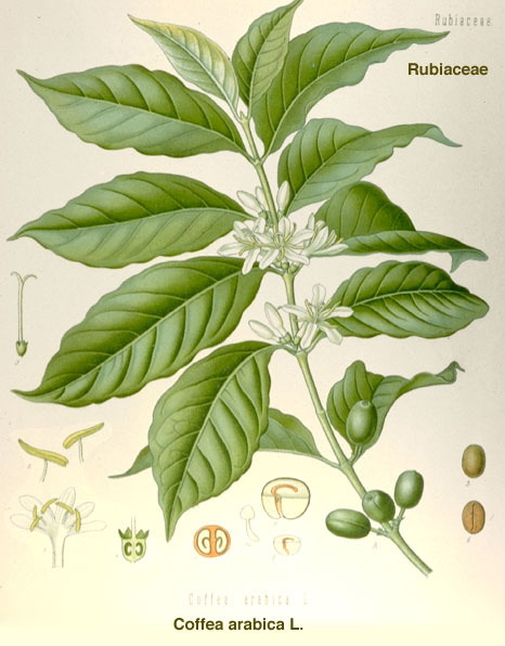 Coffea arabica