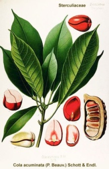 Cola acuminata