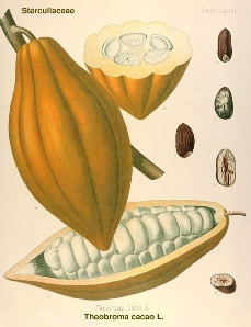 Theobroma cacao