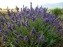 Lavanda