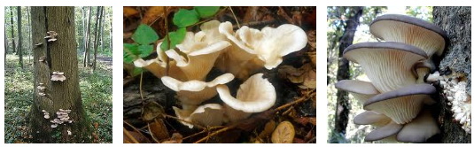 Gljiva Bukovaca u prirodi