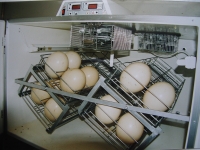 Inkubator za nojeva jaja