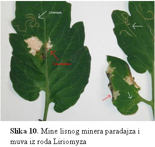 Mine lisnog minera paradajza