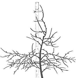 Zrelo stablo vretenasto