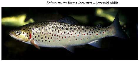 Salmo trutta forma fario