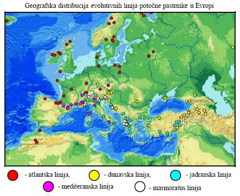 Geografska distribucija linija potocne pastrmke u Evropi