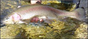 Oncorhynchus mykkis