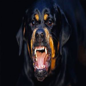 Povecana agresivnost pasa u Ekscitacijskom stadiju