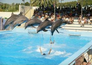 Delfinarium