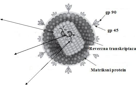 Grada virusa infektivne anemije kopitara 
