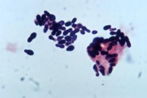 Malassezia pachydermatis