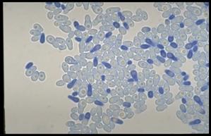 Malassezia pachydermatis pod svetlosnim mikroskopom