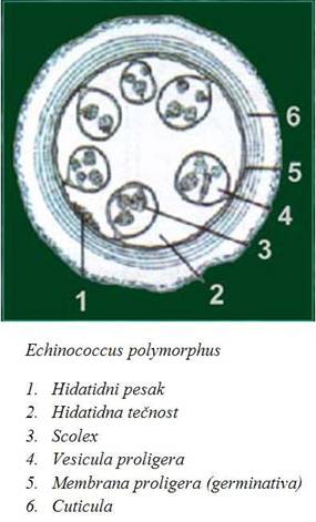 Echinococcus polymorphus