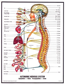 Anatomija nervnog sistema
